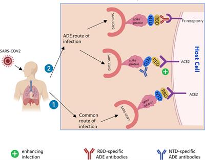 Evolving understanding of antibody-dependent enhancement (ADE) of SARS-CoV-2